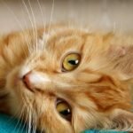 11 Clever Ways Cats Ask for Attention Without Making a Single Sound