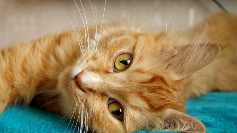 11 Clever Ways Cats Ask for Attention Without Making a Single Sound