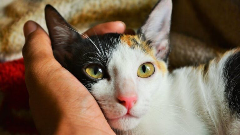 7 Common Misconceptions About How Cats View Their Human Companions