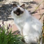 10 Unique Cat Breeds That Thrive in Multi-Pet Households