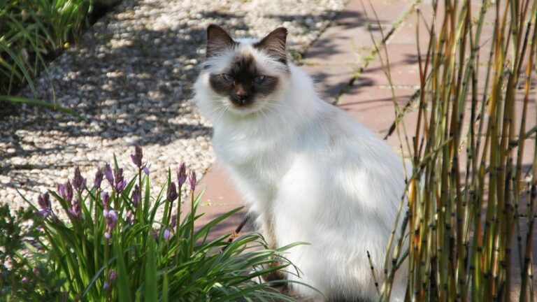 10 Unique Cat Breeds That Thrive in Multi-Pet Households