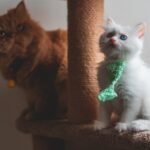 8 Essential Items Every Cat Owner Needs for a Purr-fectly Content Cat