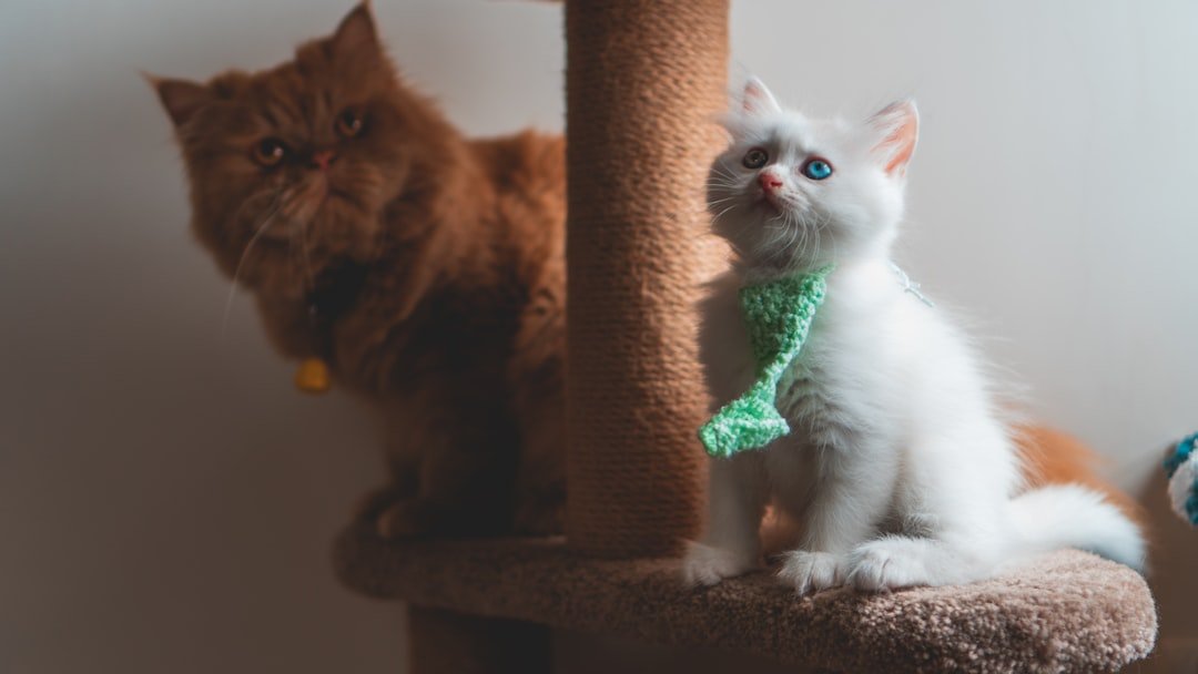 8 Essential Items Every Cat Owner Needs for a Purr-fectly Content Cat