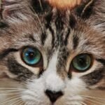 10 Fascinating Facts About Your Cat's Whiskers You Never Knew