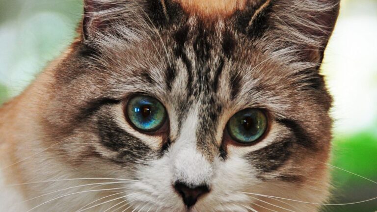10 Fascinating Facts About Your Cat's Whiskers You Never Knew