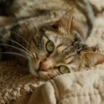 7 Ways Your Cozy Home Comforts Your Cat (Beyond Just Warmth)
