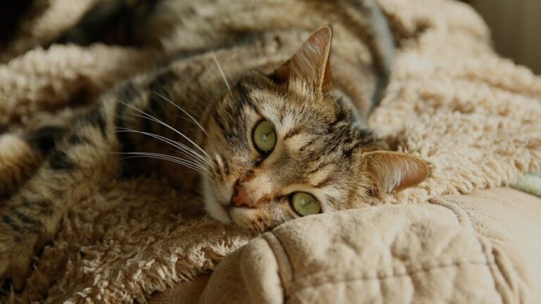 7 Ways Your Cozy Home Comforts Your Cat (Beyond Just Warmth)