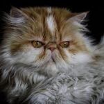 10 Unexpected Cat Breeds That Thrive in Small Apartments