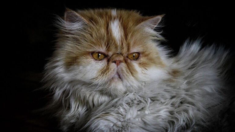 10 Unexpected Cat Breeds That Thrive in Small Apartments