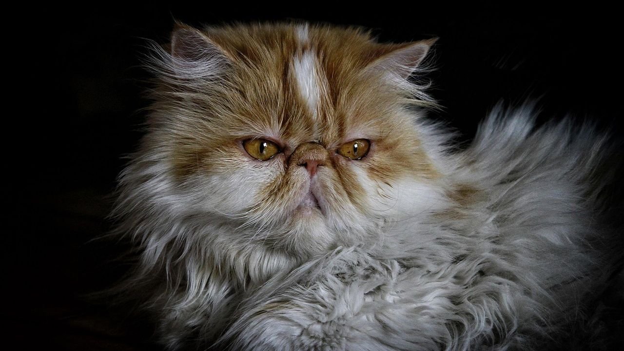 10 Unexpected Cat Breeds That Thrive in Small Apartments