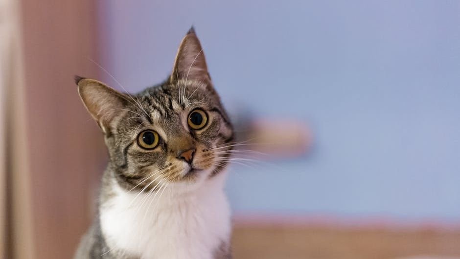 10 Common Human Habits That Secretly Confuse Your Feline Friend