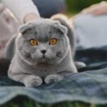 Which Cat Breeds Prefer a Quiet Evening Over a Bustling Home?