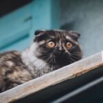 12 Everyday Sounds That Can Startle Your Cat (and How to Help)