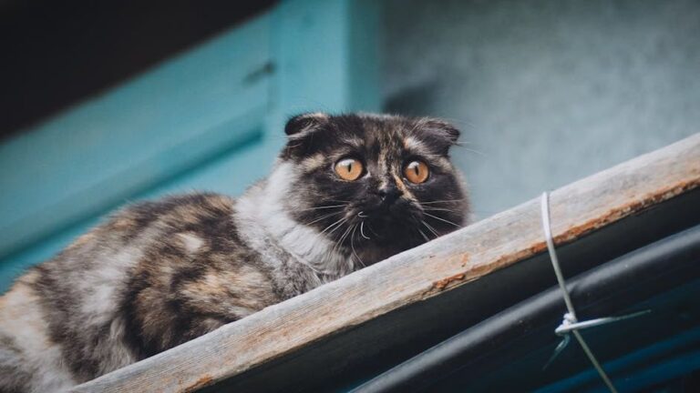 12 Everyday Sounds That Can Startle Your Cat (and How to Help)
