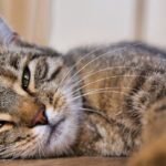 9 Subtle Signals Your Cat Sends When They're Feeling Under the Weather