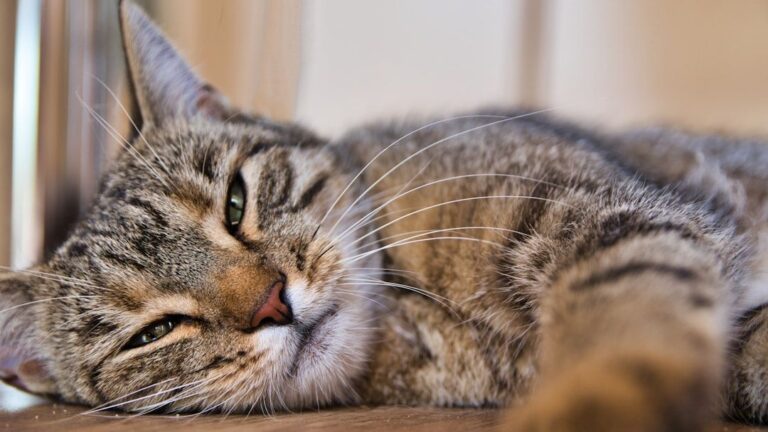 9 Subtle Signals Your Cat Sends When They're Feeling Under the Weather
