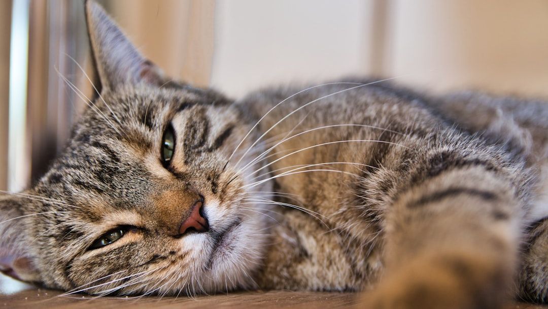 9 Subtle Signals Your Cat Sends When They're Feeling Under the Weather