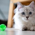 11 Tell-Tale Signs Your Cat Considers Your Home Their Safe Haven