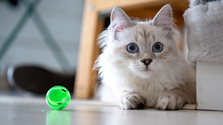 11 Tell-Tale Signs Your Cat Considers Your Home Their Safe Haven