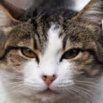 Are You Accidentally Reinforcing Your Cat's Less Desirable Habits?