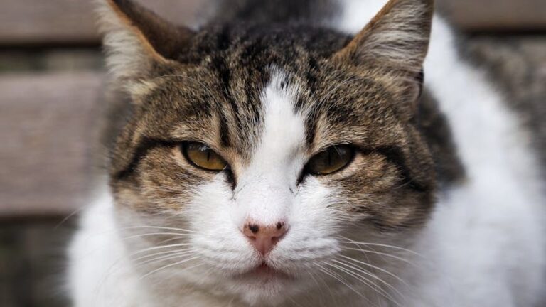 Are You Accidentally Reinforcing Your Cat's Less Desirable Habits?