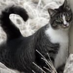 What's the Difference: Does Your Cat Rub or Just Mark Their Territory?