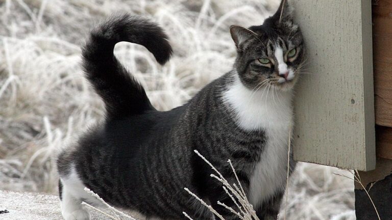 What's the Difference: Does Your Cat Rub or Just Mark Their Territory?