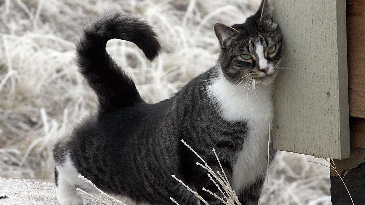 What's the Difference: Does Your Cat Rub or Just Mark Their Territory?
