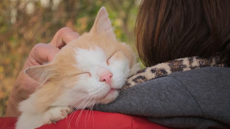 7 Curious Cat Behaviors That Are Actually Deep Expressions of Trust