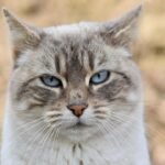 Why Do Cats Seem to Have a Sixth Sense for Upcoming Changes?