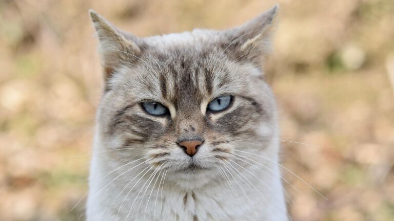Why Do Cats Seem to Have a Sixth Sense for Upcoming Changes?