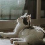 9 Common Misconceptions About What Makes a Cat Happy