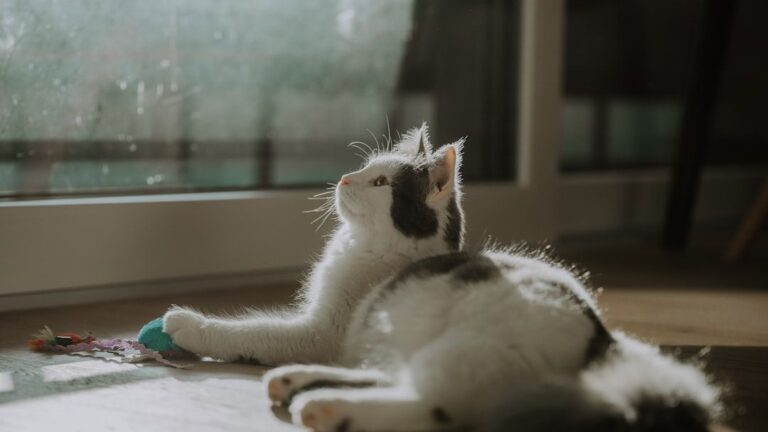 9 Common Misconceptions About What Makes a Cat Happy