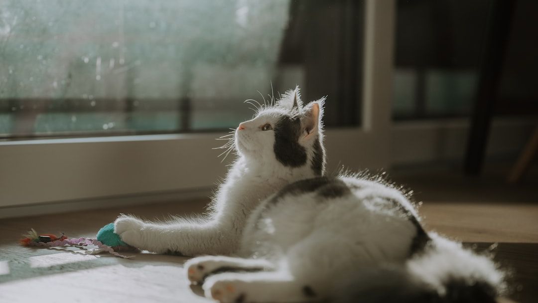 9 Common Misconceptions About What Makes a Cat Happy