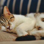 What Does Your Cat's Favorite Napping Spot Reveal About Their Personality?