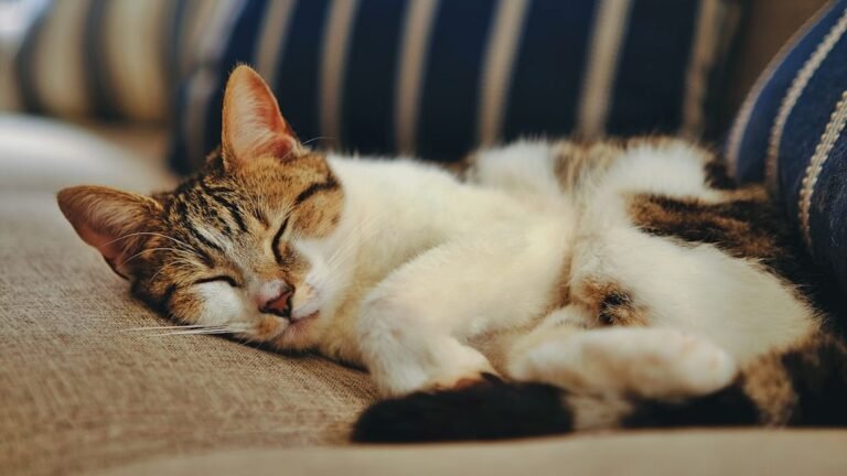 What Does Your Cat's Favorite Napping Spot Reveal About Their Personality?