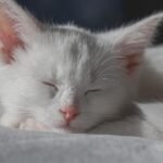 Do Cats Dream of You? Exploring Their Nighttime Adventures