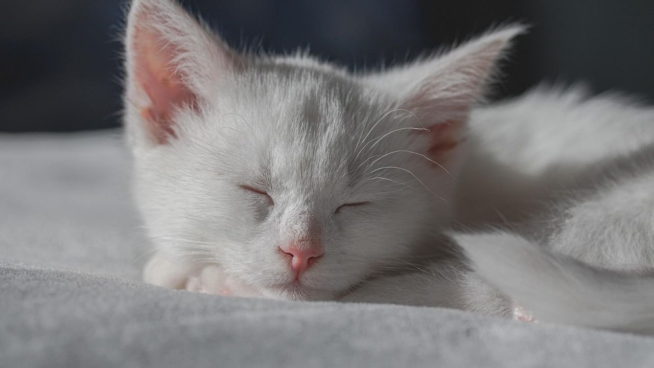 Do Cats Dream of You? Exploring Their Nighttime Adventures