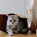 7 Everyday Household Items That Are Secretly Your Cat's Favorite Toys