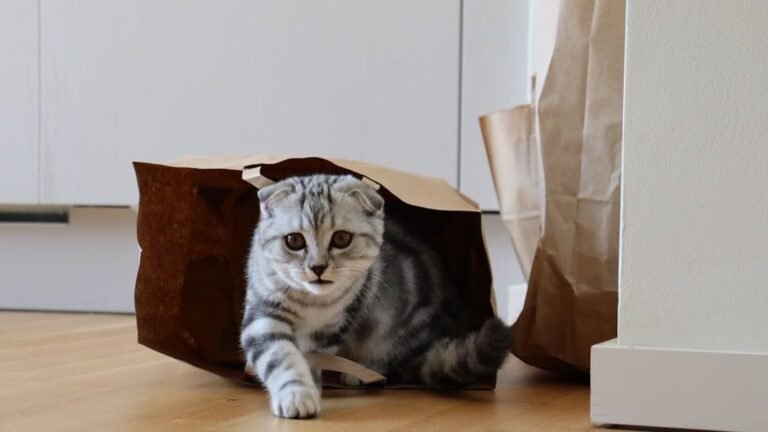 7 Everyday Household Items That Are Secretly Your Cat's Favorite Toys