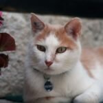 10 Classic Cat Names That Are Still Purr-fect for Your New Companion