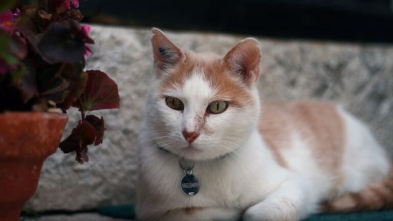 10 Classic Cat Names That Are Still Purr-fect for Your New Companion