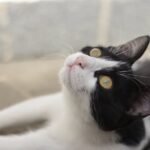 10 Surprising Sounds That Always Grab Your Cat's Attention