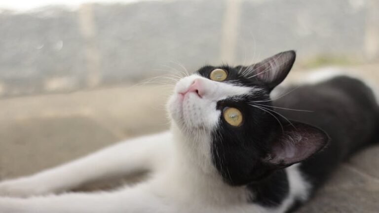 10 Surprising Sounds That Always Grab Your Cat's Attention