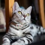 8 Mistakes New Cat Owners Make That Even Experienced Owners Forget