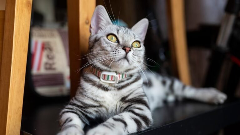 8 Mistakes New Cat Owners Make That Even Experienced Owners Forget