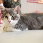 12 Little-Known Health Benefits Your Cat Brings to Your Home