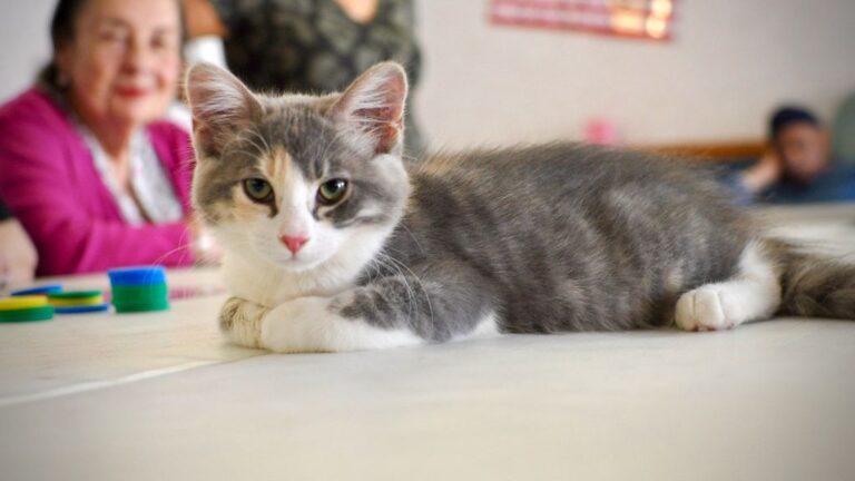 12 Little-Known Health Benefits Your Cat Brings to Your Home