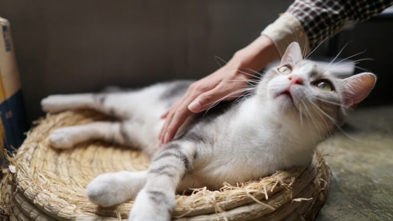 Your Cat's Purr: More Than Just a Happy Sound, It's a Healing Vibration