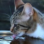 Cats Are Masters of Hydration: 7 Unexpected Ways They Drink Water